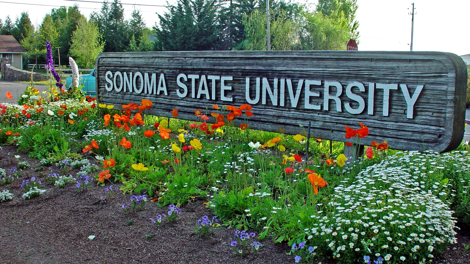 Sonoma State to relaunch NCAA athletics after budget cuts eliminated sports